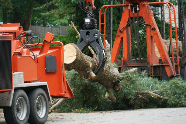 Best Tree Cabling and Bracing  in Cadott, WI